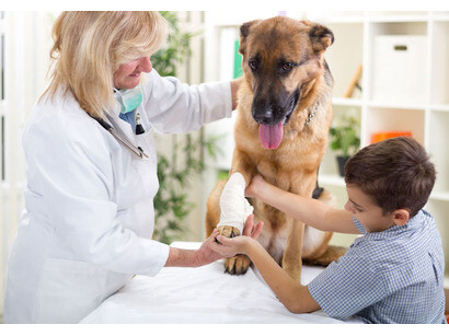 Pet First Aid Course